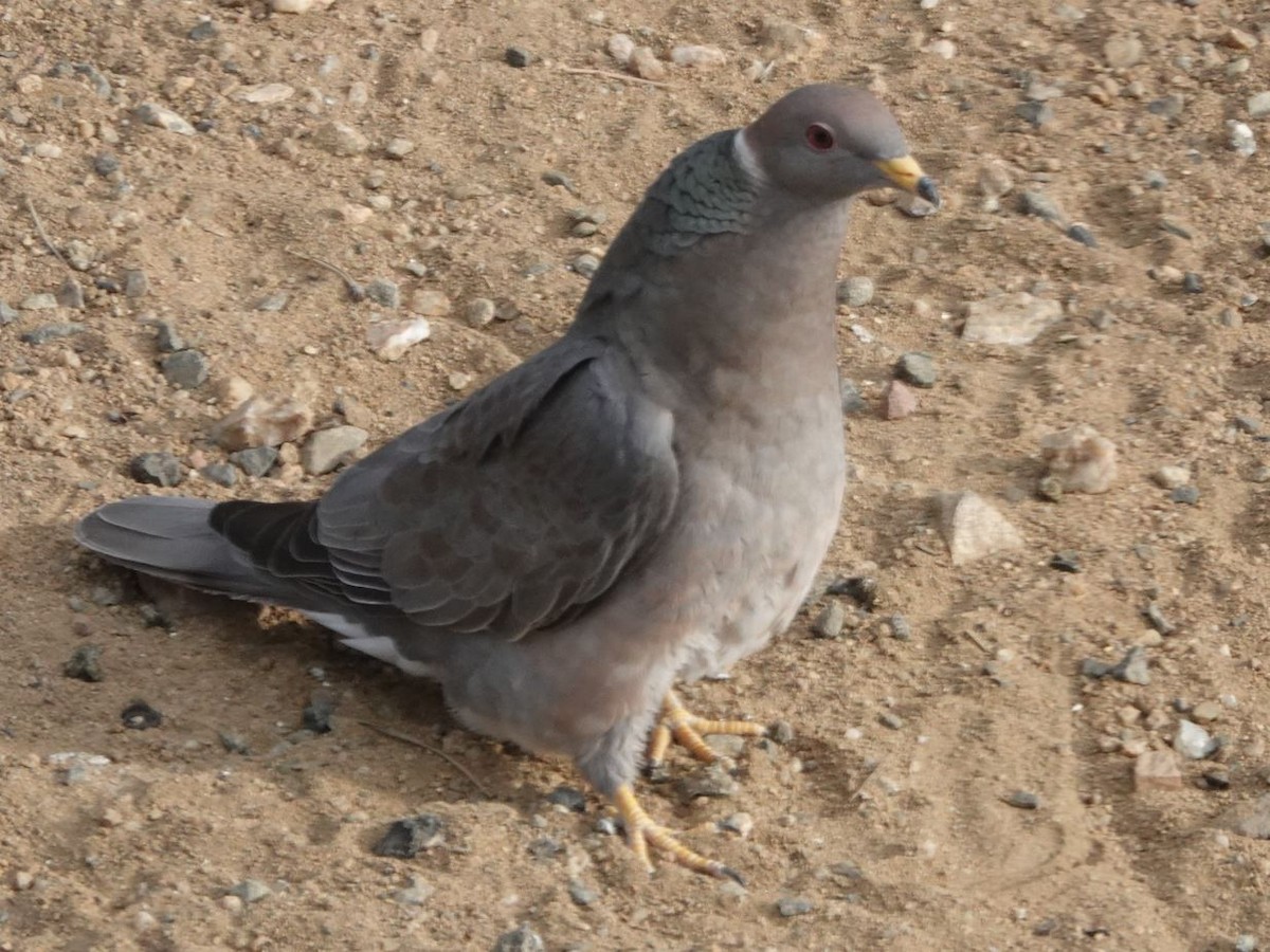 Band-tailed Pigeon - ML449957021