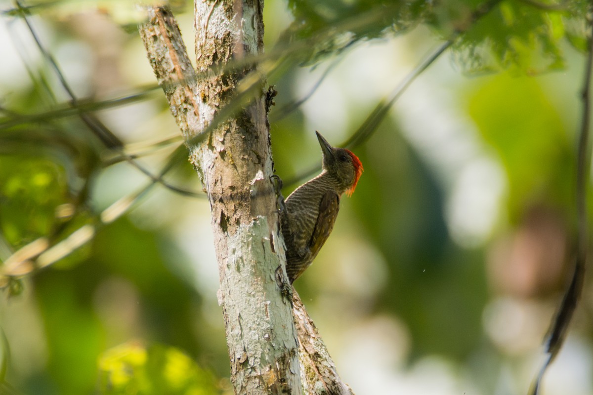 Red-stained Woodpecker - ML449959511
