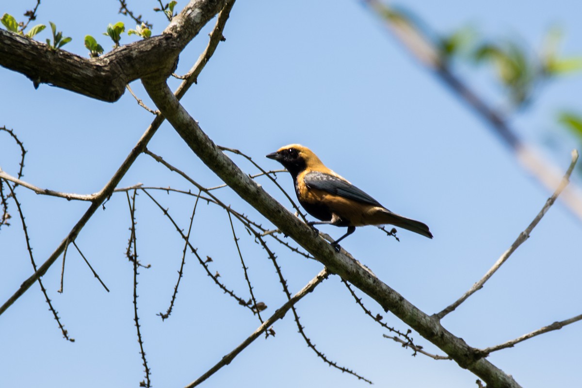 Burnished-buff Tanager - ML449960771