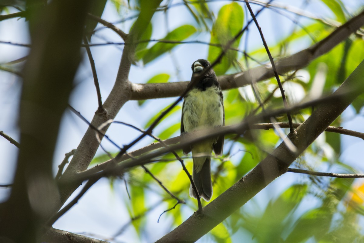 Yellow-bellied Seedeater - ML449961211