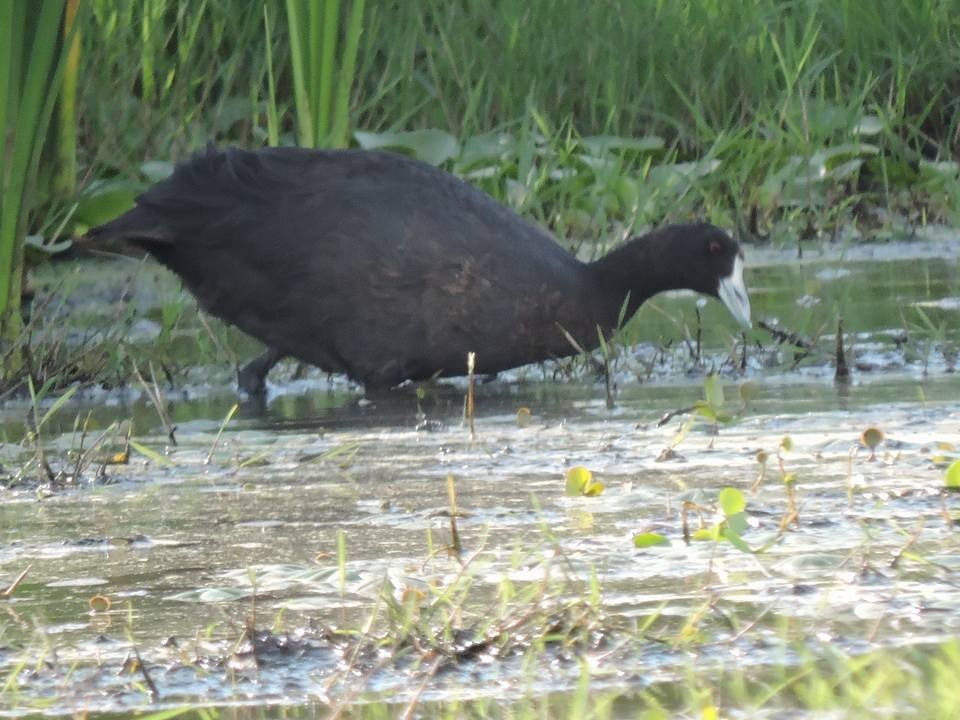 Red-knobbed Coot - ML449973301