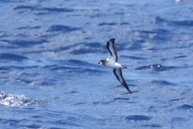 Collared Petrel - Brian Gibbons