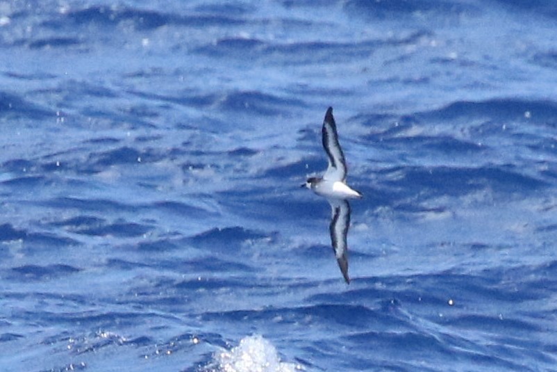Collared Petrel - Brian Gibbons