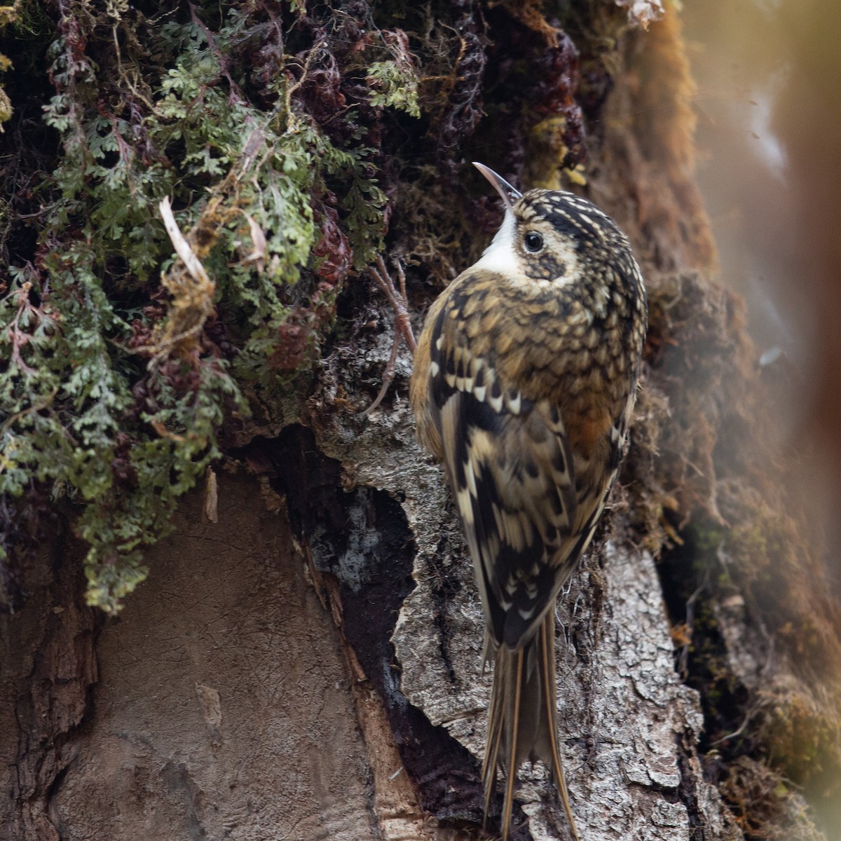 Rusty-flanked Treecreeper - Werner Suter