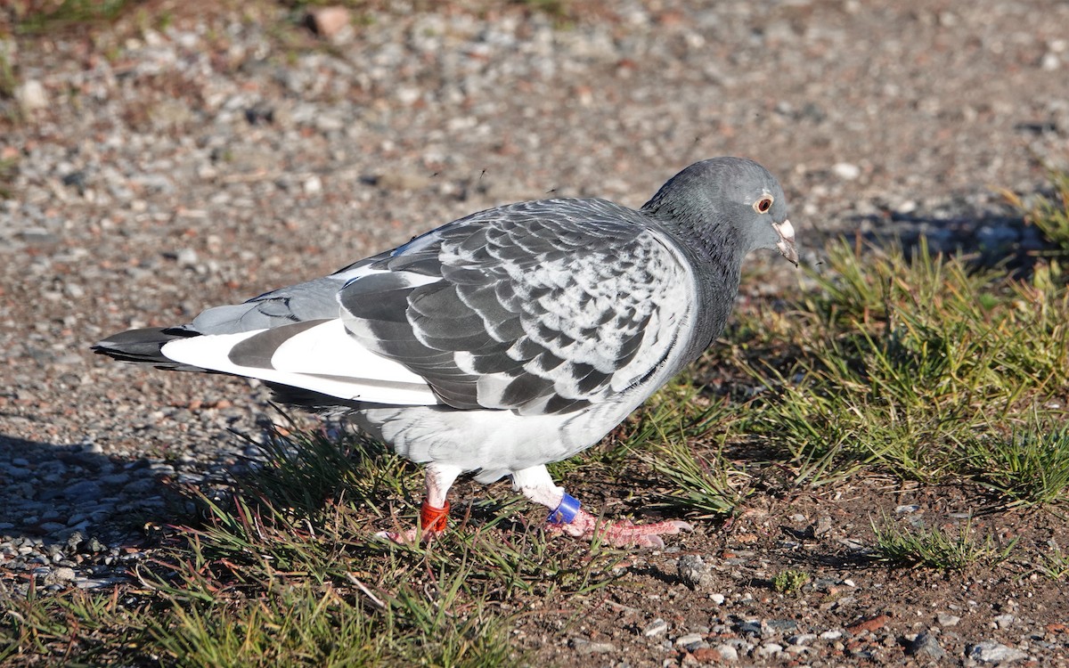 Rock Pigeon (Feral Pigeon) - ML449978451