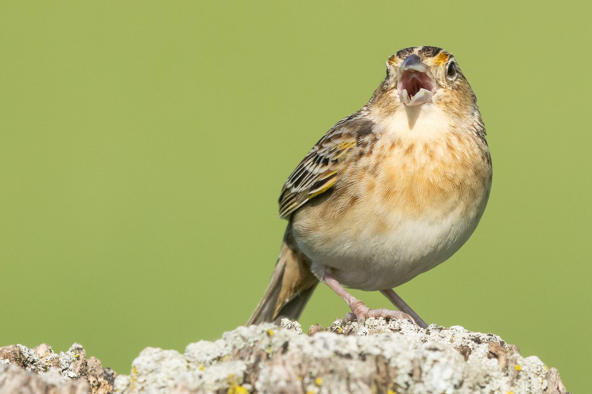 Grasshopper Sparrow - ML449986761