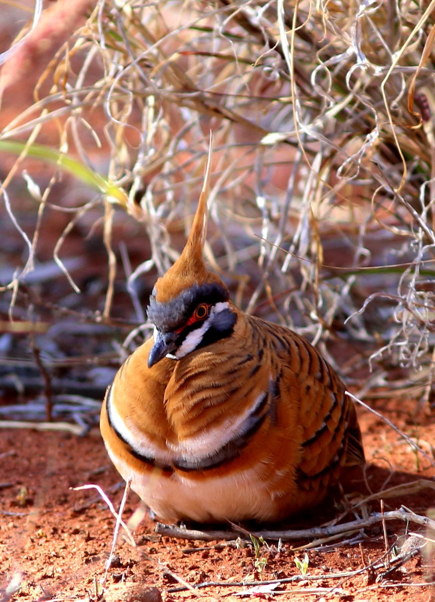 Spinifex Pigeon - ML44998801