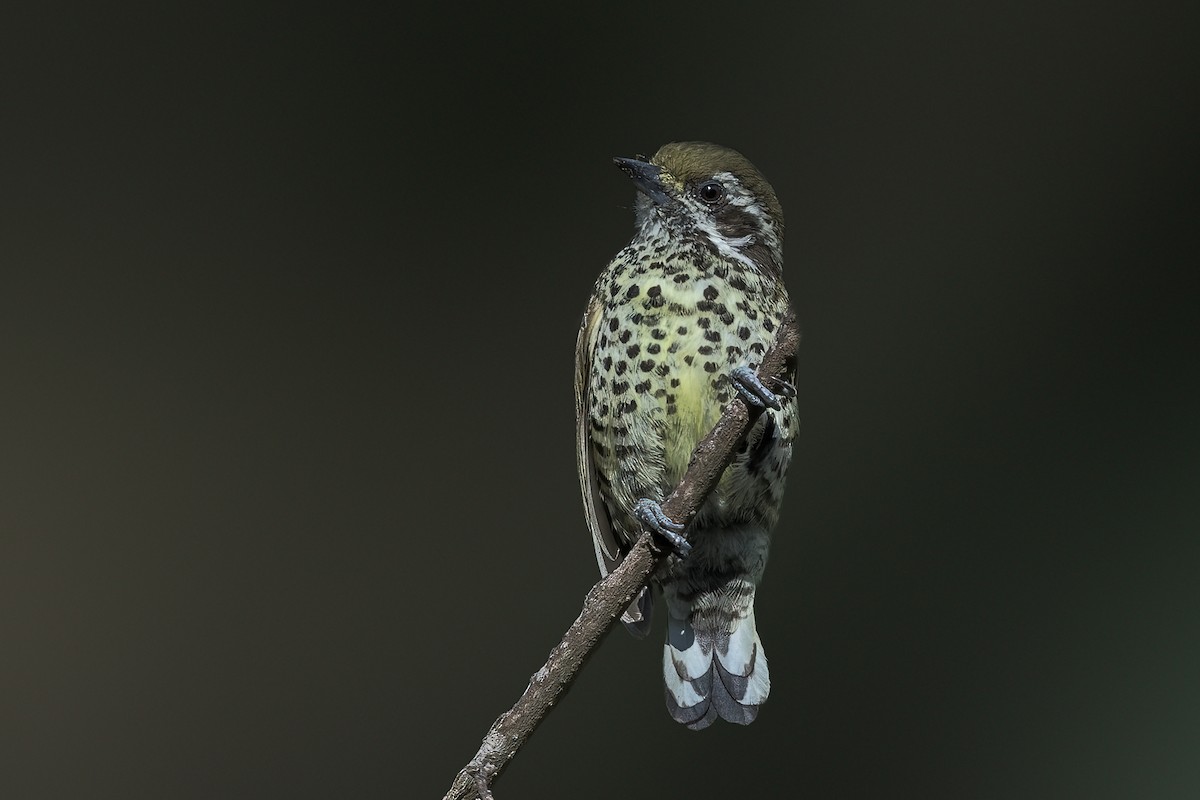 Speckled Piculet - ML449988051