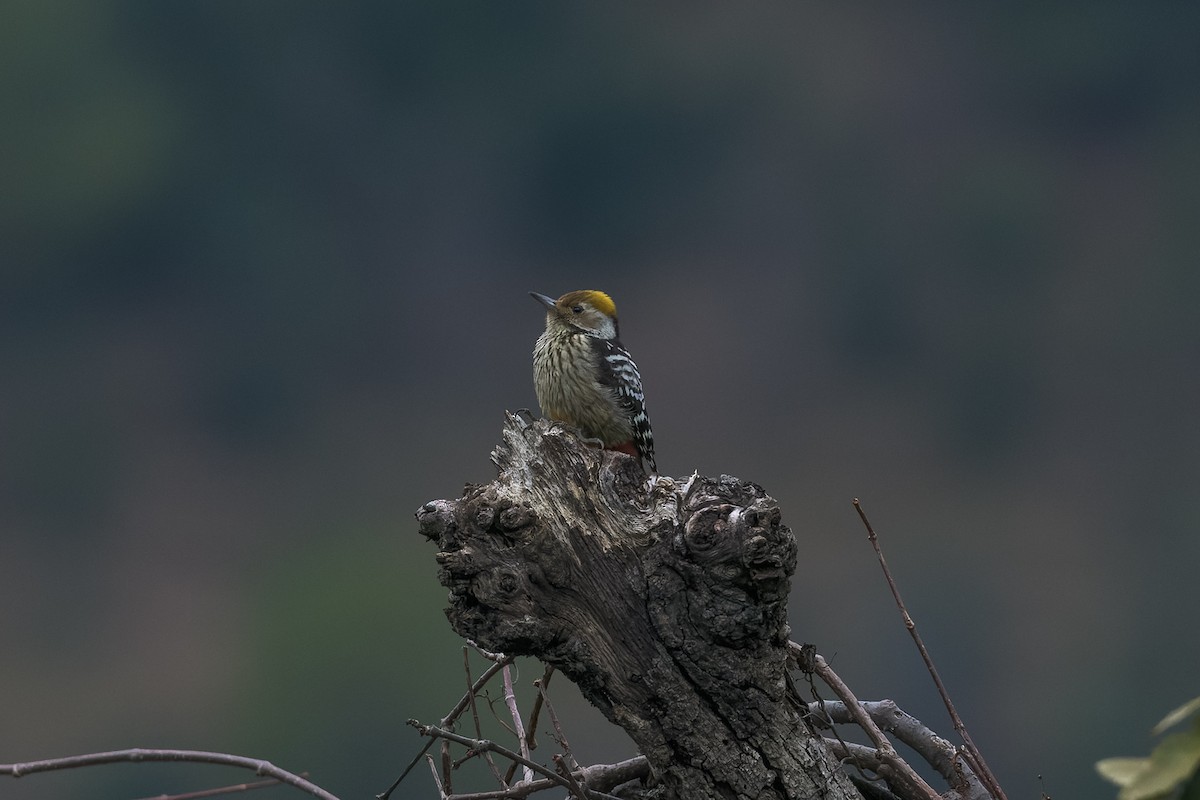 Brown-fronted Woodpecker - Nitin Chandra