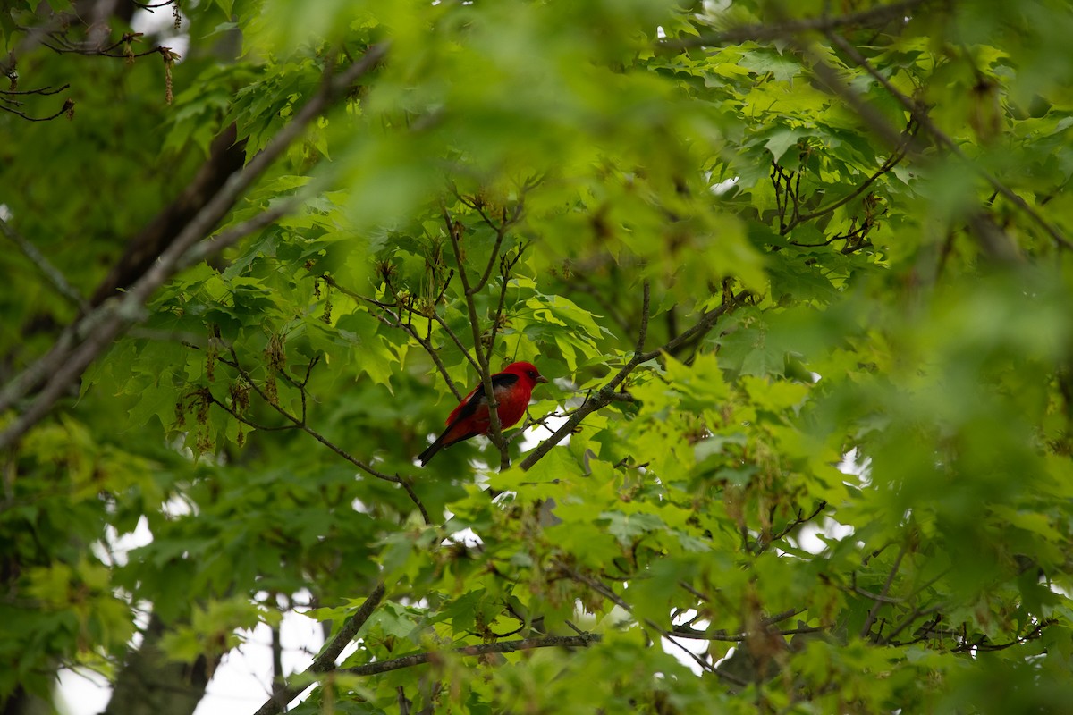 Scarlet Tanager - ML450001871
