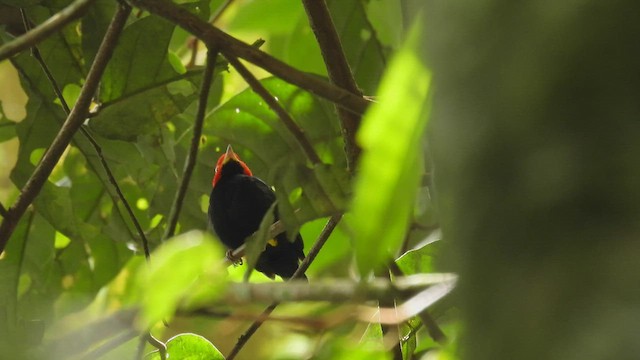 Red-capped Manakin - ML450002221