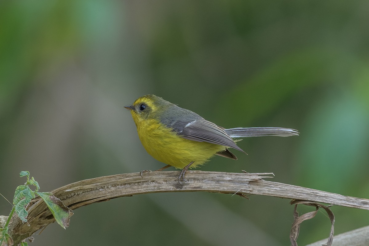 Yellow-bellied Fairy-Fantail - ML450004221