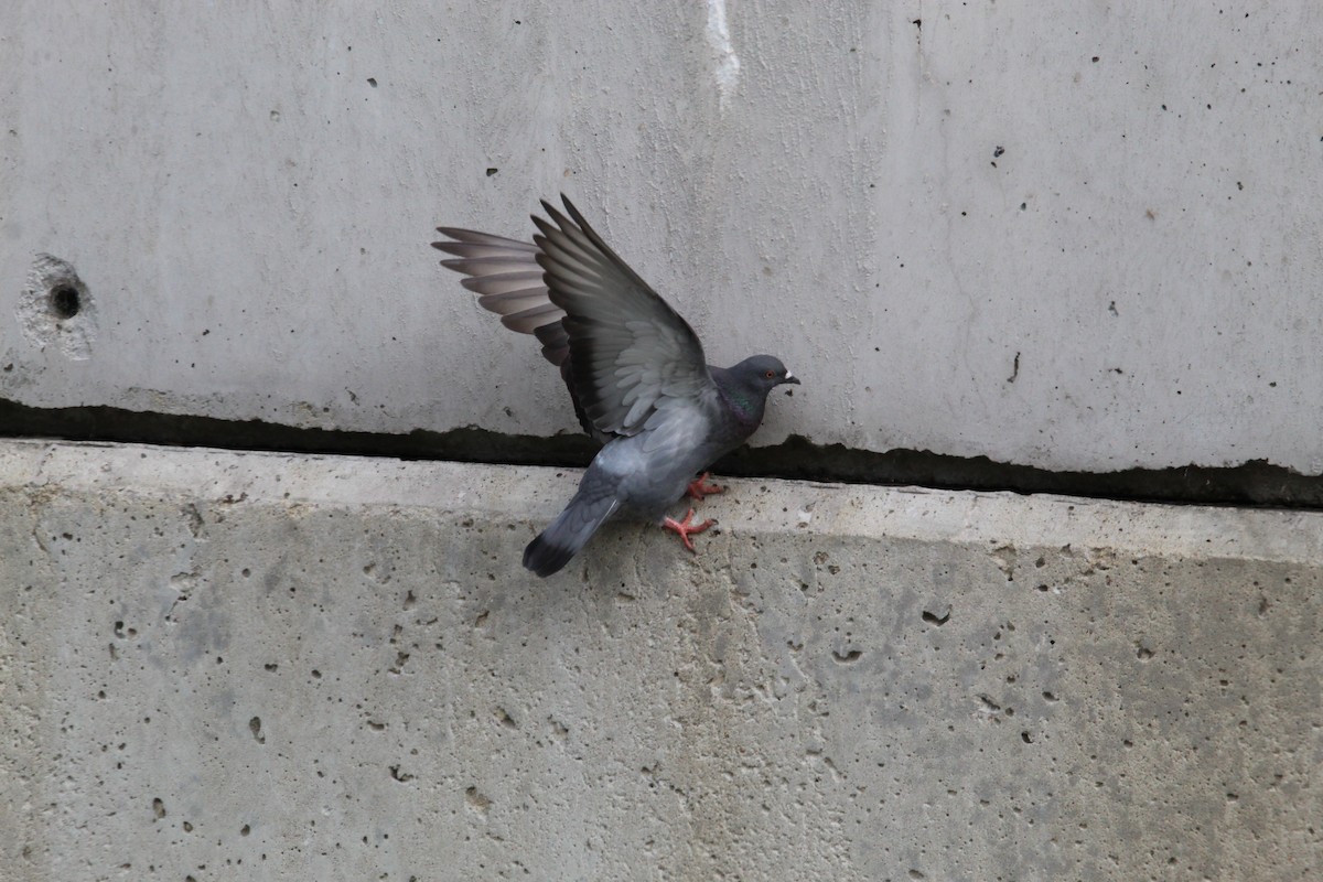 Rock Pigeon (Feral Pigeon) - ML450004871