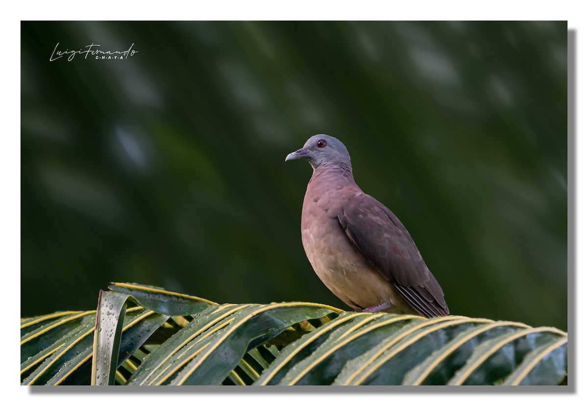 Malagasy Turtle-Dove - ML450006931
