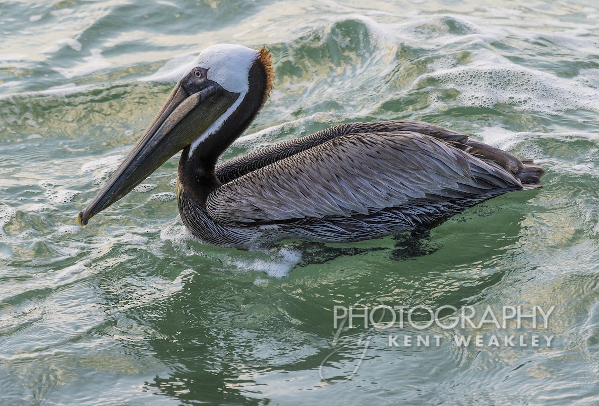 pelikán hnědý - ML450007141