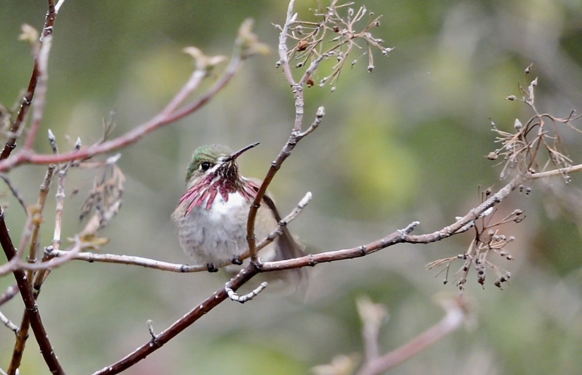 Calliope Hummingbird - ML450007191
