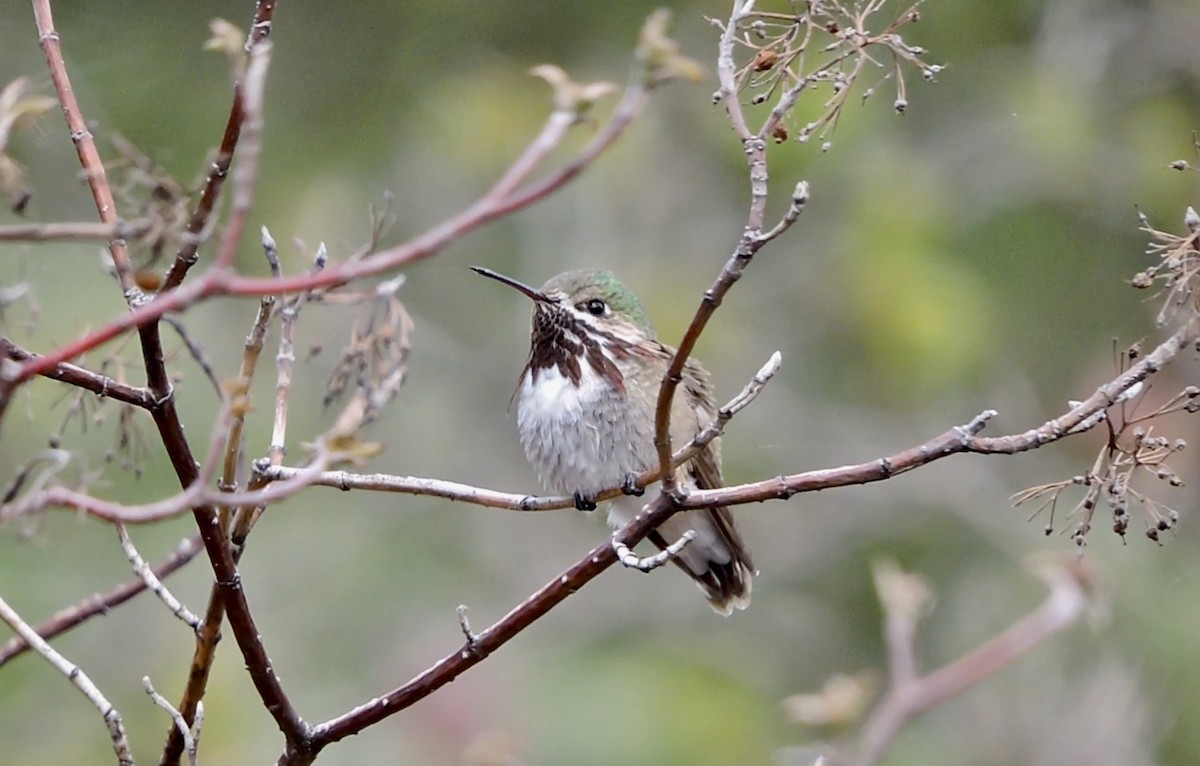 Calliope Hummingbird - ML450007201
