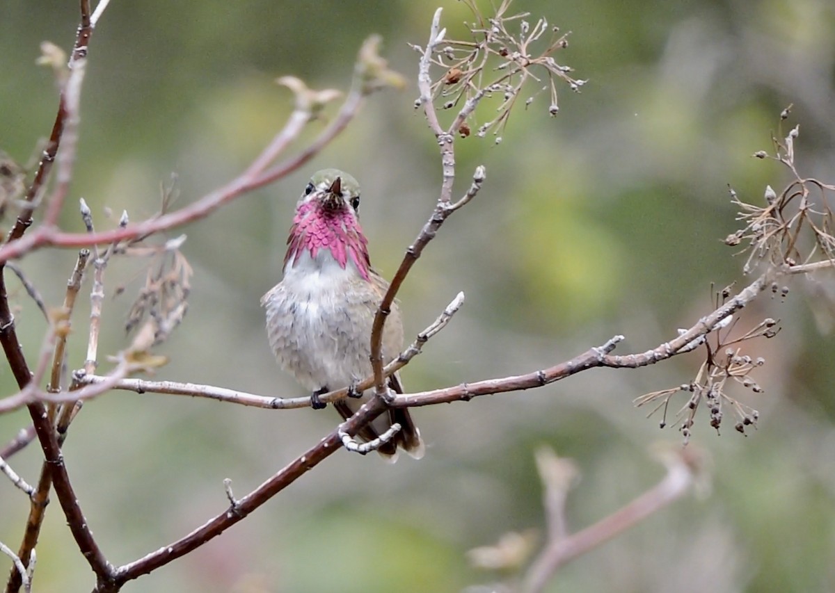 Calliope Hummingbird - ML450007211