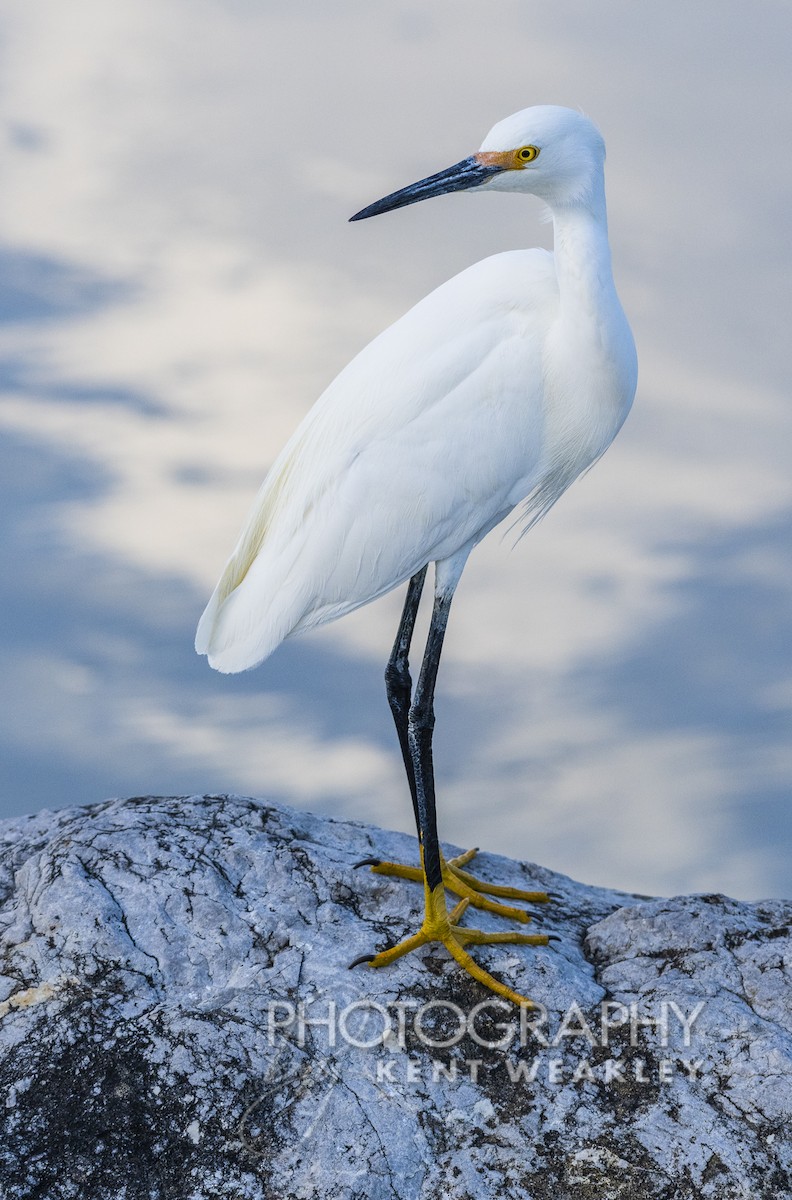 Snowy Egret - ML450007361