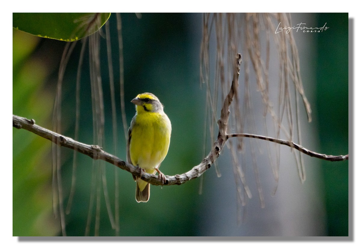 Yellow-fronted Canary - ML450007791
