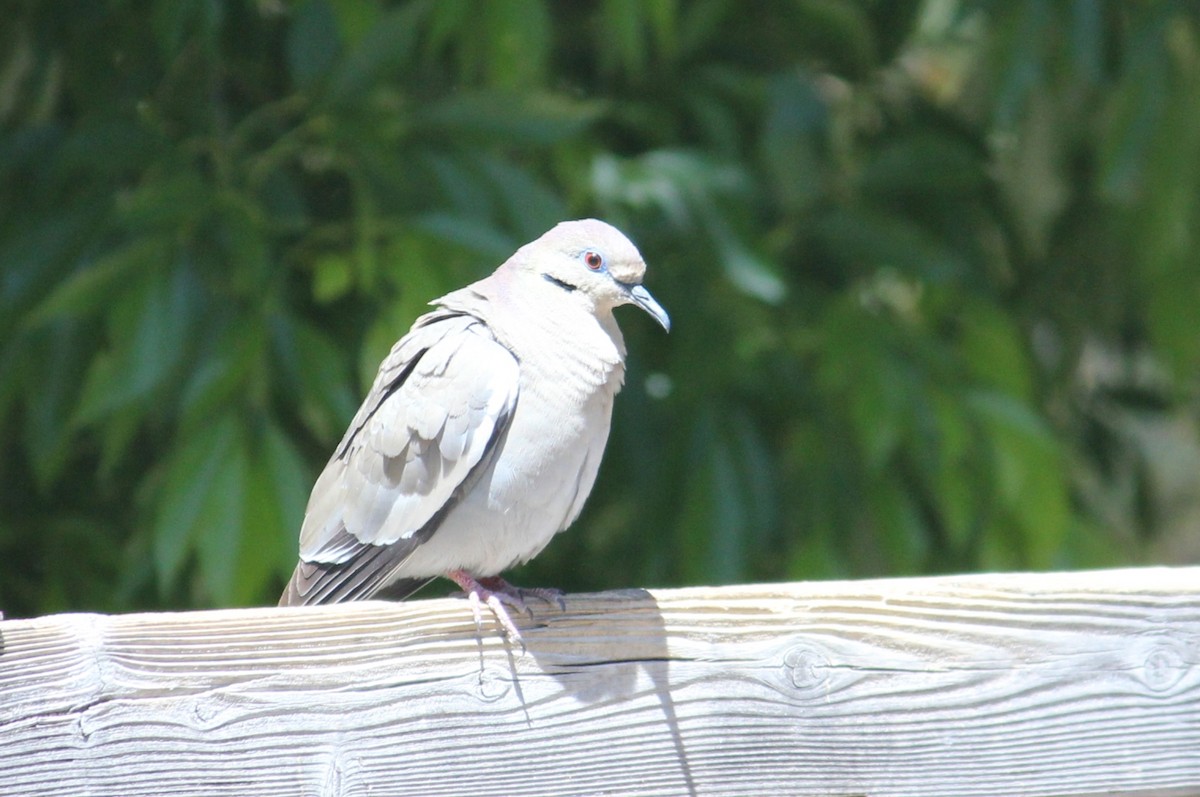White-winged Dove - ML450007961