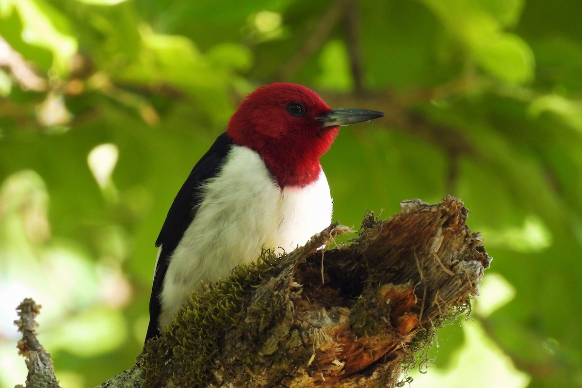 Red-headed Woodpecker - ML450012911
