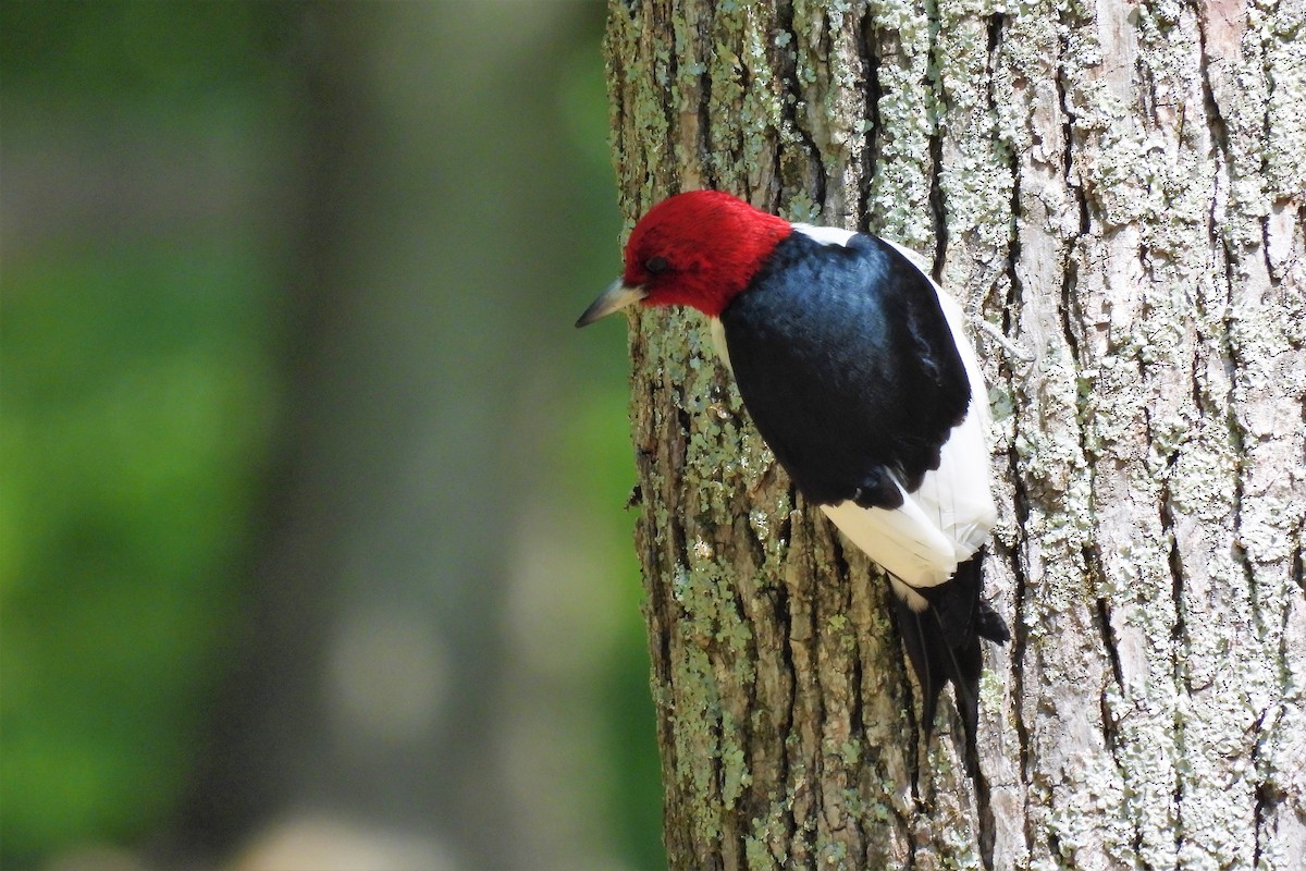 Red-headed Woodpecker - ML450013041