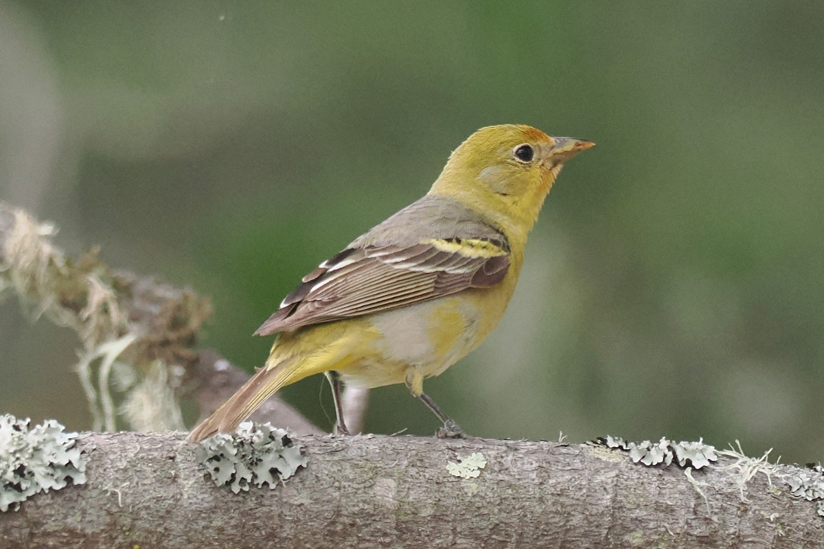 Western Tanager - ML450014871