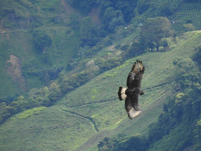 Habitat: forest edge and open land in Colombia. - Black-and-chestnut Eagle - 
