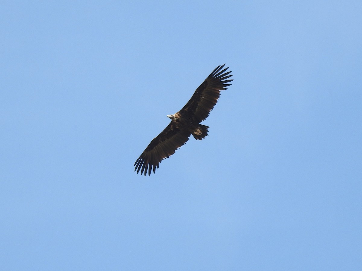 Cinereous Vulture - ML450069441