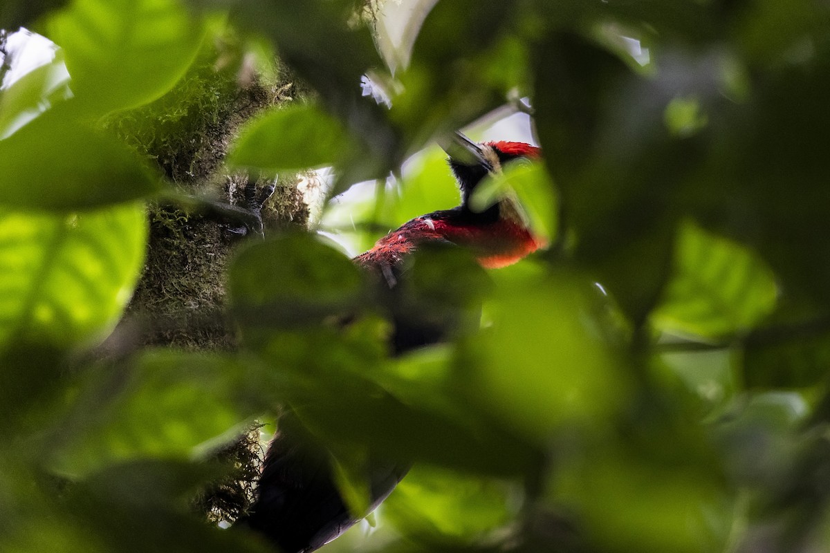 Crimson-bellied Woodpecker (Crimson-bellied) - ML450073511