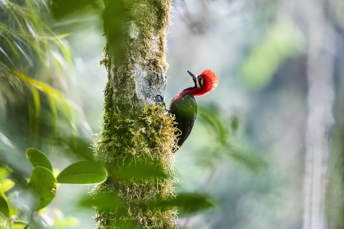 Crimson-bellied Woodpecker (Crimson-bellied) - Stefan Hirsch