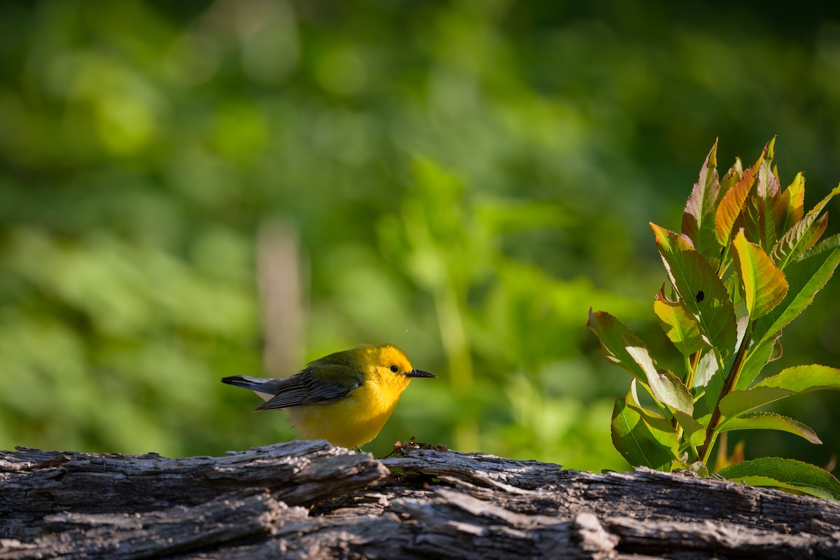 Prothonotary Warbler - ML450075741