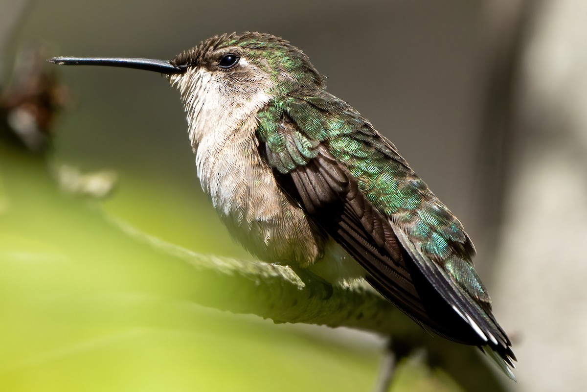 Ruby-throated Hummingbird - Matthew Clark