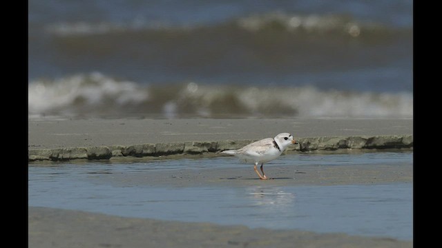 Piping Plover - ML450089001