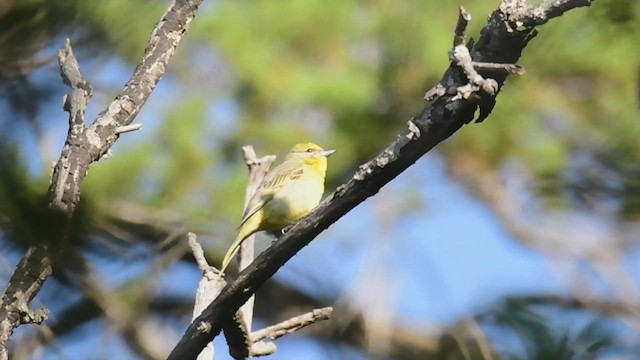Hepatic Tanager - ML450090621