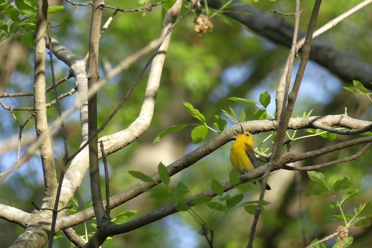 Prothonotary Warbler - Brian Jones