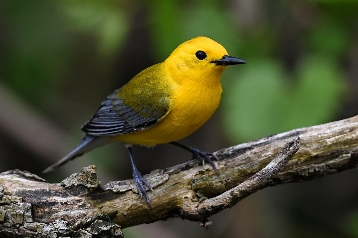 Prothonotary Warbler - ML450102381
