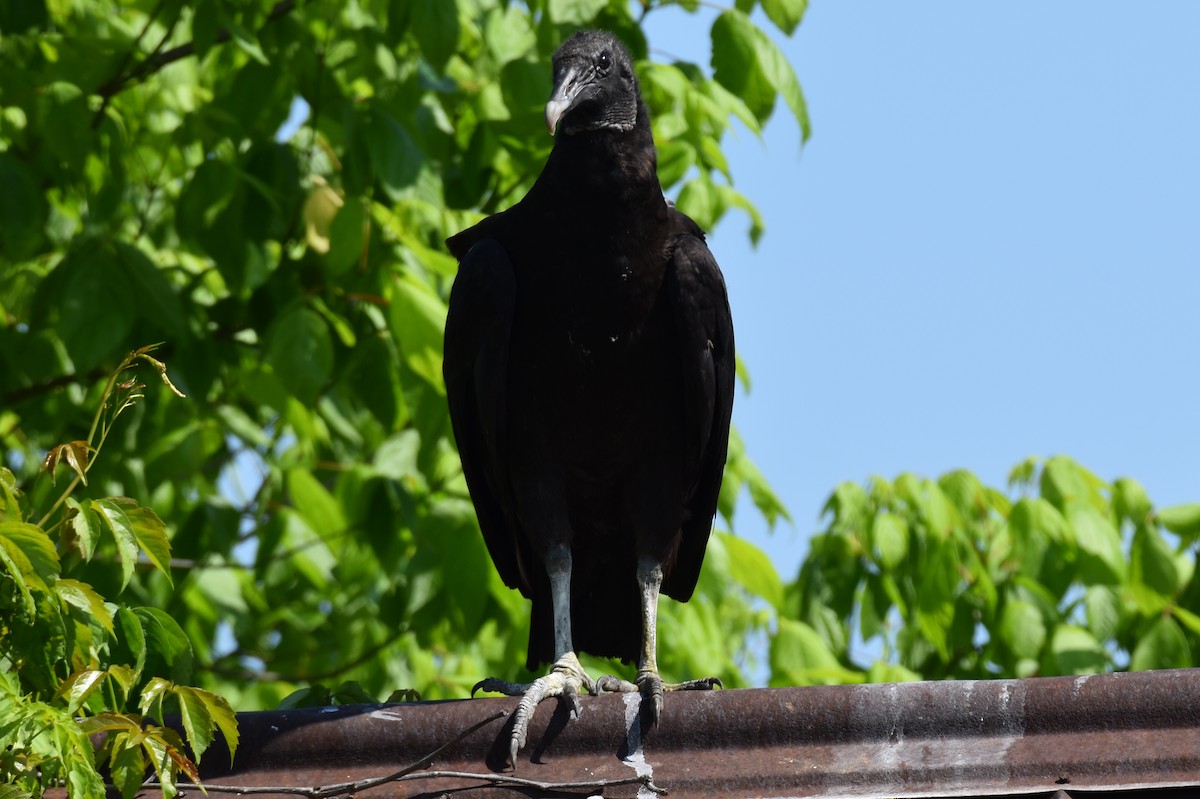 Black Vulture - ML450106811