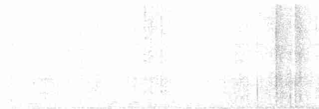 Çizgili Gerdanlı Todi Tiranı - ML450107961
