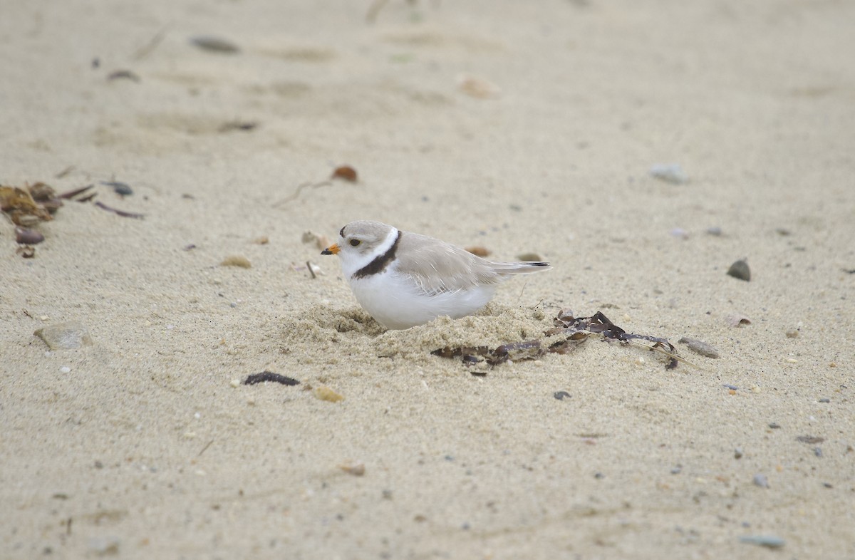 Piping Plover - Mary Keleher