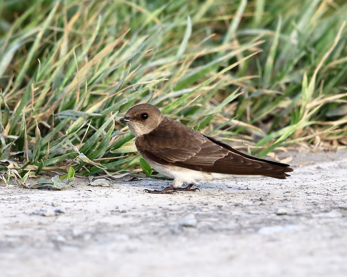 Northern Rough-winged Swallow - ML450108561