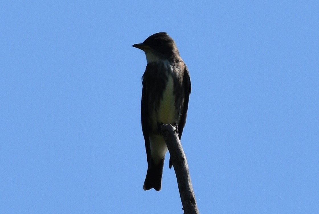 Olive-sided Flycatcher - Peter Anderson