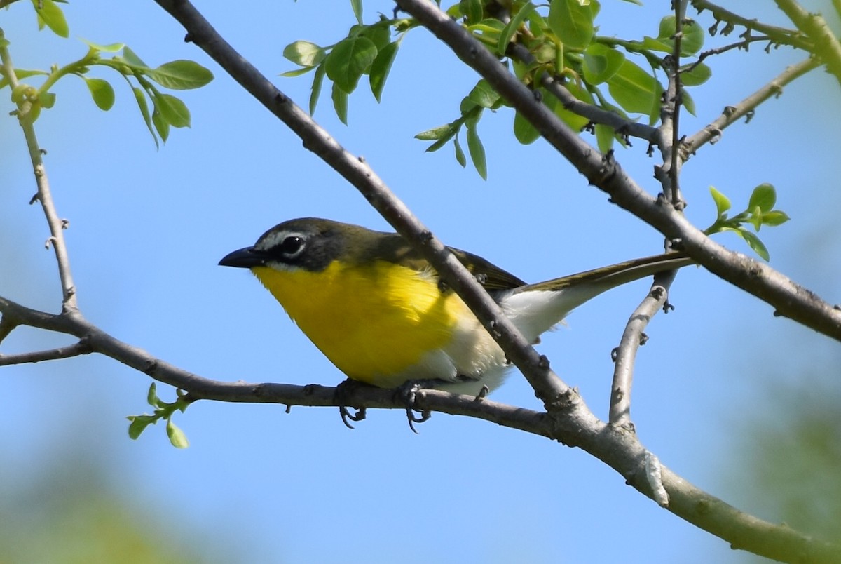 Yellow-breasted Chat - ML450111611