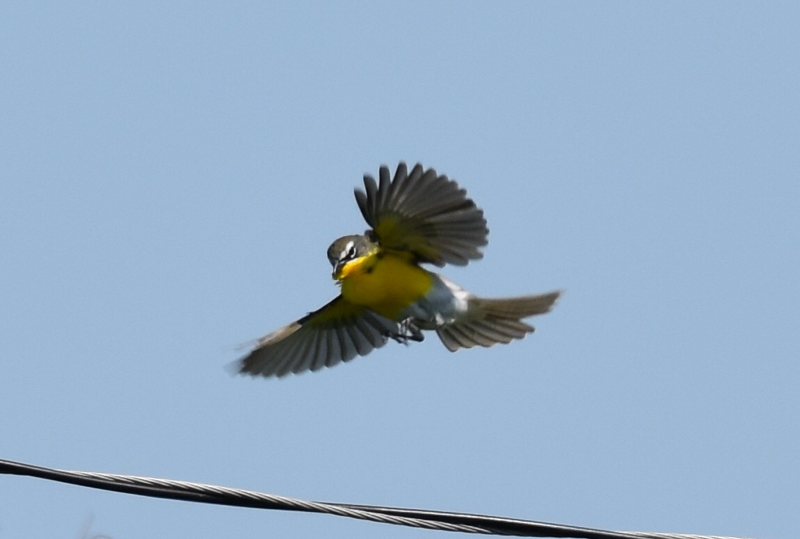 Yellow-breasted Chat - Peter Anderson