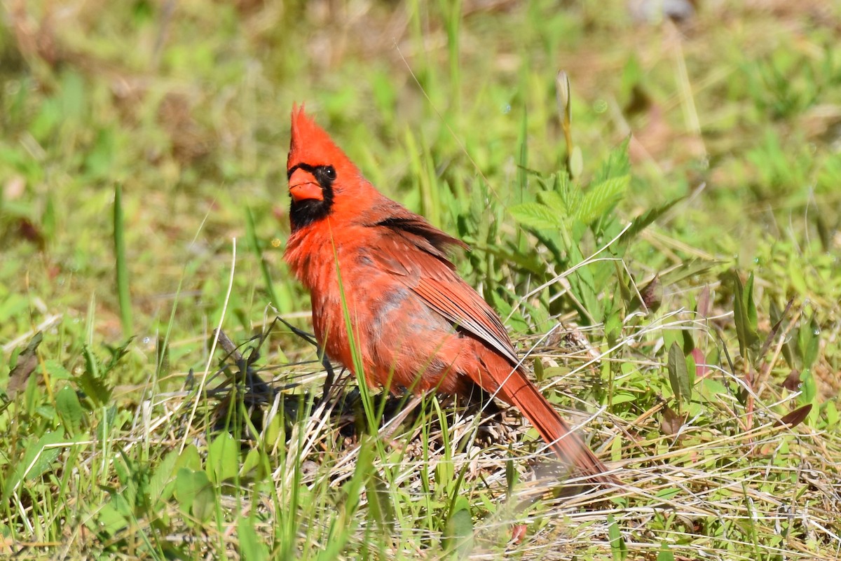 Northern Cardinal - Peter Anderson