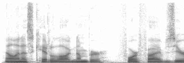 Goldstirnspecht (aurifrons) - ML45012