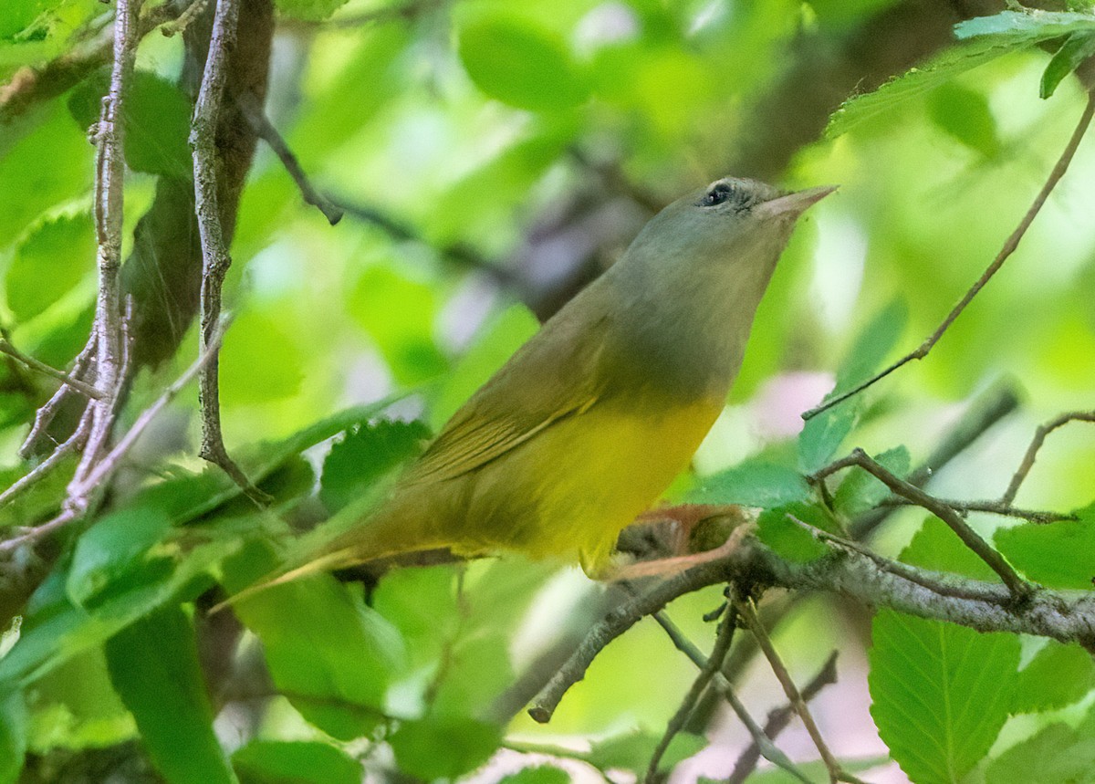 eBird Checklist - 17 May 2022 - Colleyville Nature Ctr. (PPW-W 082) - 2 ...