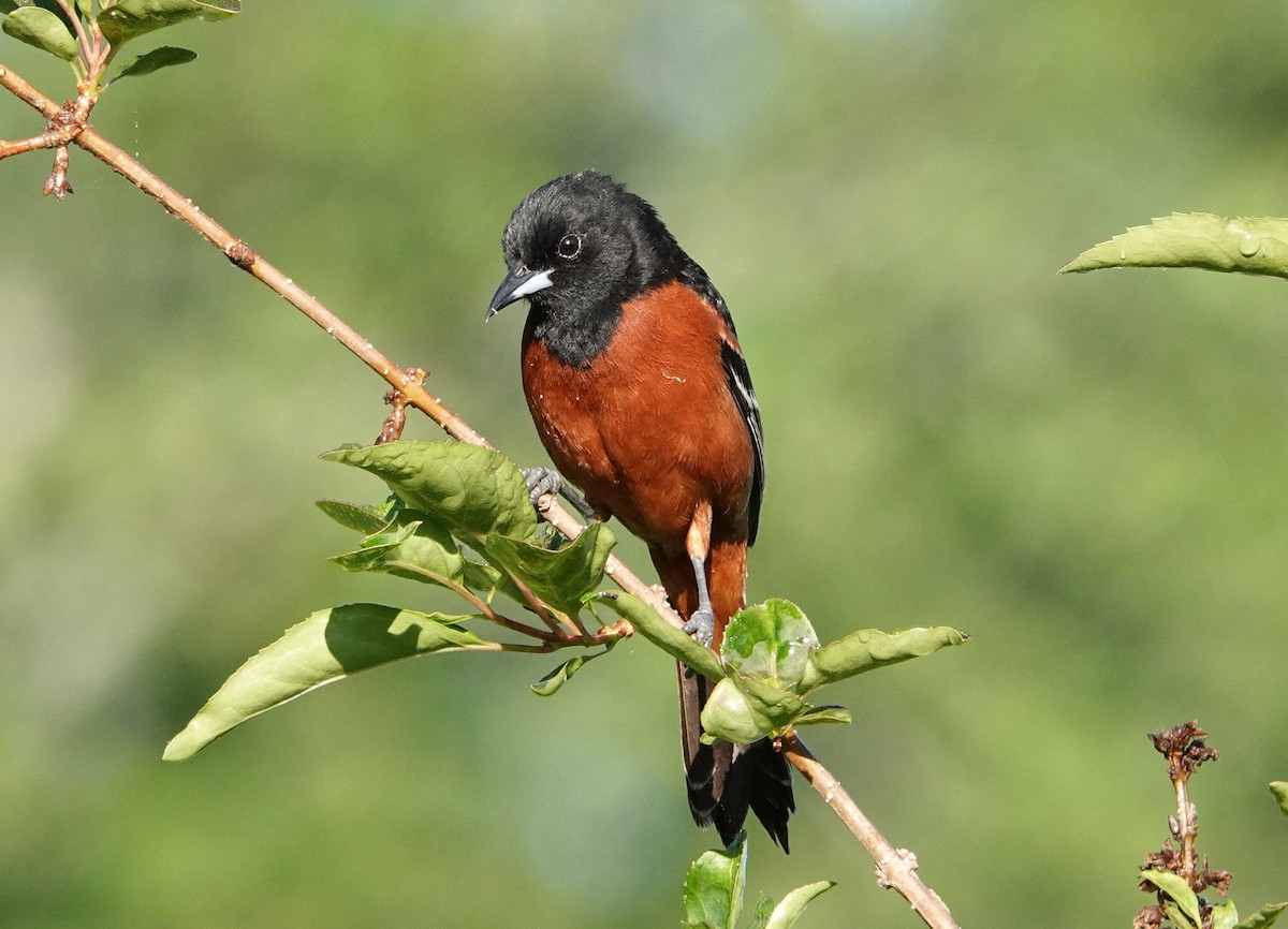 Orchard Oriole - ML450123161