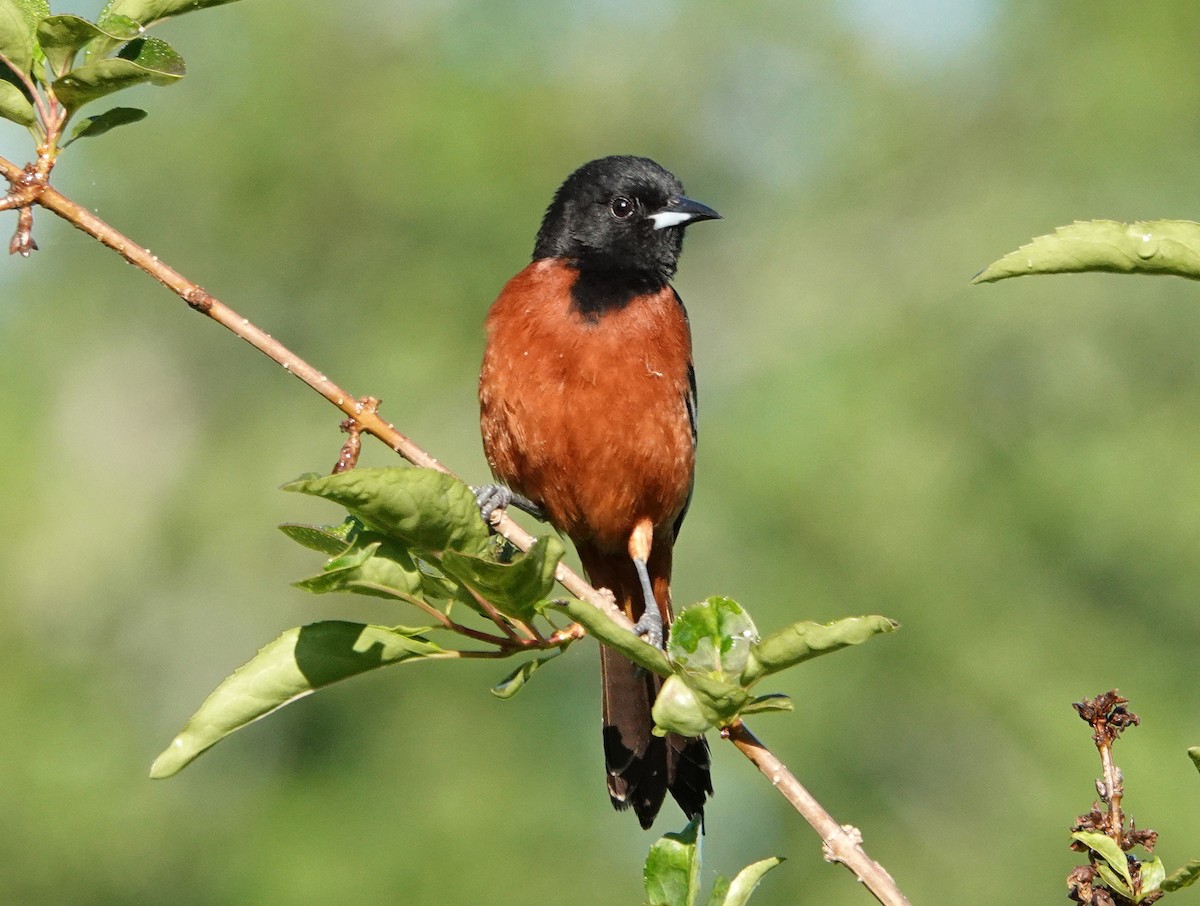 Orchard Oriole - ML450123251